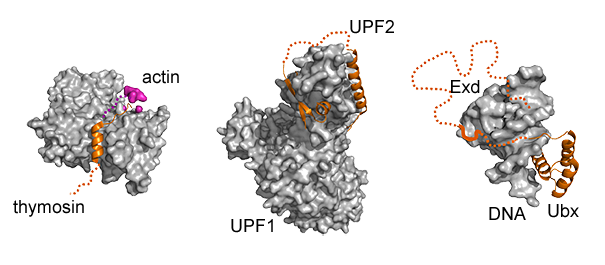 lendulet_3complex_605